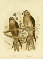 Milano aliado o milano negro, 1891
